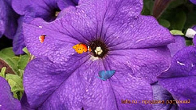 Петуния мультифлора Мамбо Джи Пи Мид Блю ? обзор: как сажать, семена петунии Мамбо Джи Пи Мид Блю смотреть онлайн