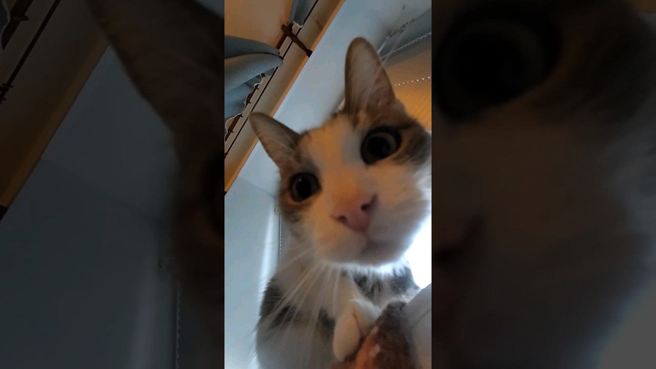 Соня неземная красотка #cat #кошка #котики #catlover #shorts