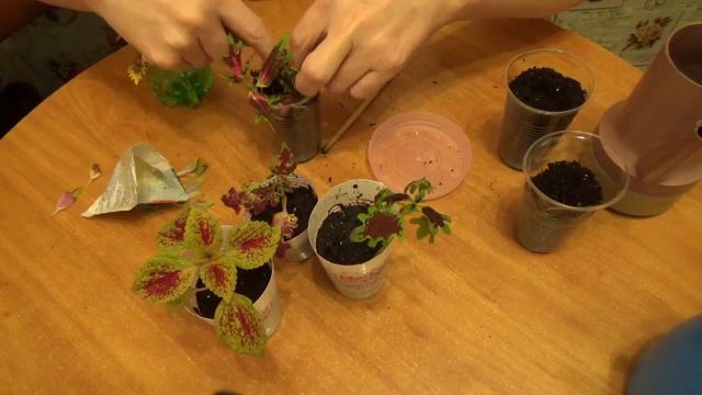 Ура ,ура 1000 подписчиков ,и посадка колеусов ! смотреть онлайн