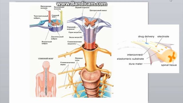Эпидуральная стимуляция спинного мозга смотреть онлайн
