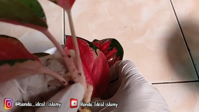 AGLAONEMA BARU BELI BUSUK BATANG | CARAKU SELAMATKAN AGLONEMA BUSUK BATANG смотреть онлайн