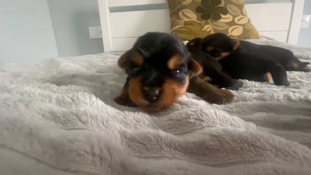 Щенки Йоркширский терьер смотреть онлайн