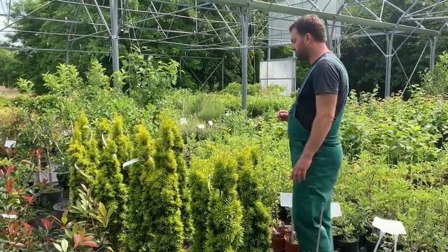 Arany oszlopos tiszafa (Taxus baccata 'Fastigiata Aurea') смотреть онлайн