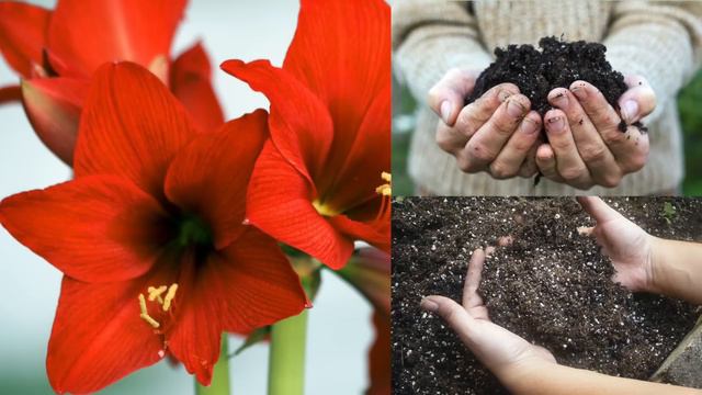 Forcing Bulbs for Winter Color -- Indoors смотреть онлайн