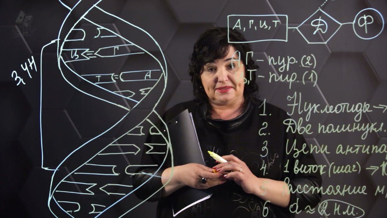 Принципы строения молекулы ДНК. 9 класс. смотреть онлайн