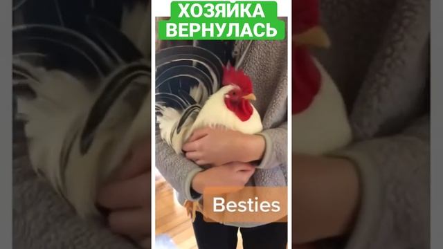 КАК БЕЗРАБОТНЫЙ МУЖ ВСТРЕЧАЕТ ЖЕНУ В ДЕНЬ ЗАРПЛАТЫ)) #Shorts #TikTok смотреть онлайн