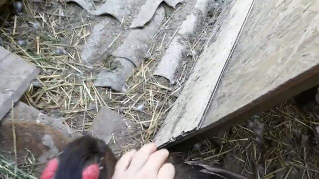 Мускусные утки - ручной селезень/новые наклевы/плечистые утки смотреть онлайн