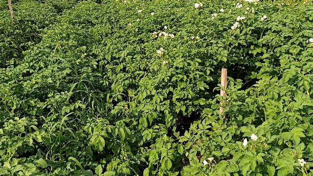 Сажаем картофель в междурядья 90 см! Почему мы так сажаем? Обзор 15 сортов нашей картошки. смотреть онлайн