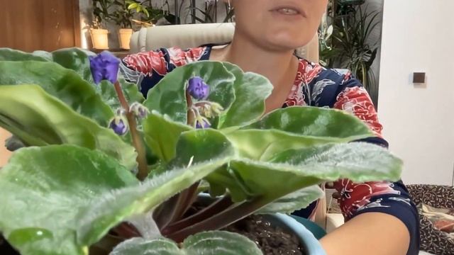 2 недели после пересадки и деления сенполии. Фиалки нарастили корни и выпустили цветоносы. смотреть онлайн