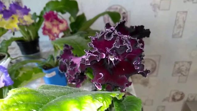 Цветут мои стрептокарпусы 15.05.2018 г. смотреть онлайн