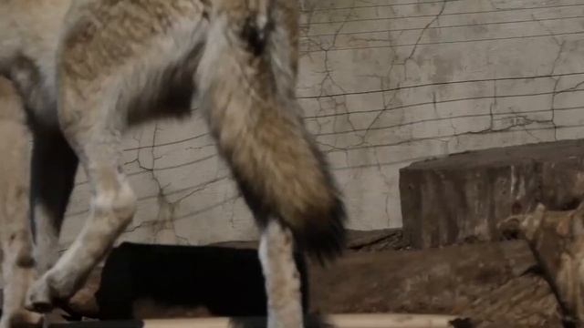 Волки в зоопарке. смотреть онлайн