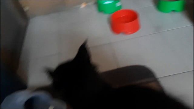 Пуськам уже надо что то еще, кроме еды, а что именно - я пока не знаю смотреть онлайн