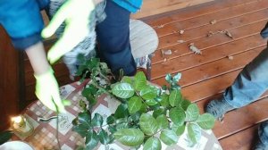 Осень/Черенкование роз в открытый грунт/ленивый метод/посмотрим, что получиться...