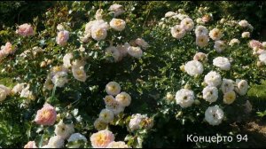 Краткий обзор розы Концерто 94 - Concerto 94 (Meilland Франция, 1994)