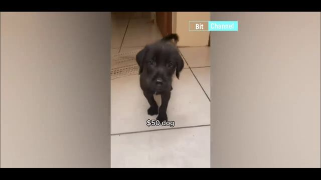 Приколы с животными. Подборка приколов с животными. Смешные коты смотреть онлайн