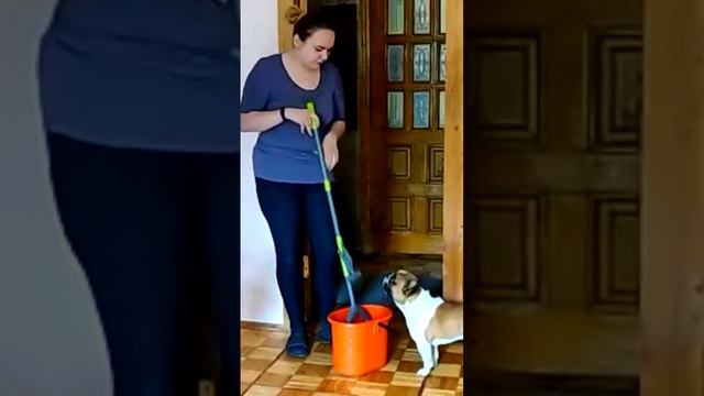 Без Маси никак #бульдоги #собака #french #frenchie #французскийбульдог смотреть онлайн