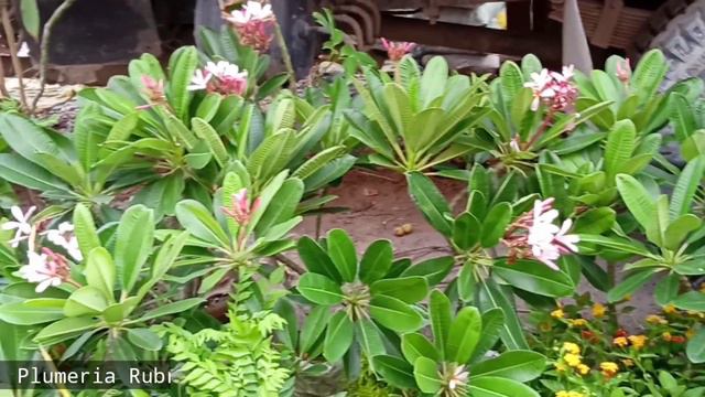 Feather Hibiscus Litchi Plant Sweet Autumn Clematis Vine Plumeria Plants At Flower Plants Market