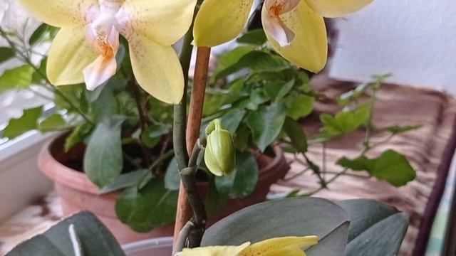 Цветущие орхидеи. С праздником 8 марта. смотреть онлайн