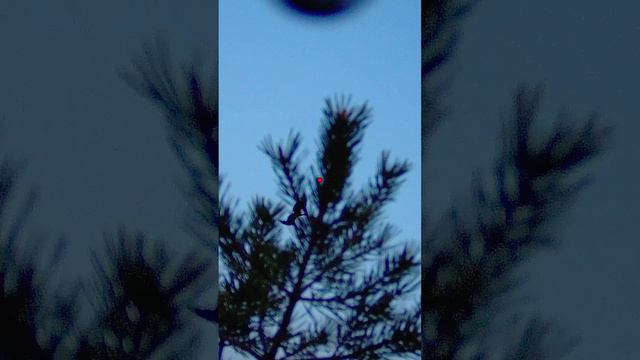 Охота на гуся \ видно как летит дробь смотреть онлайн