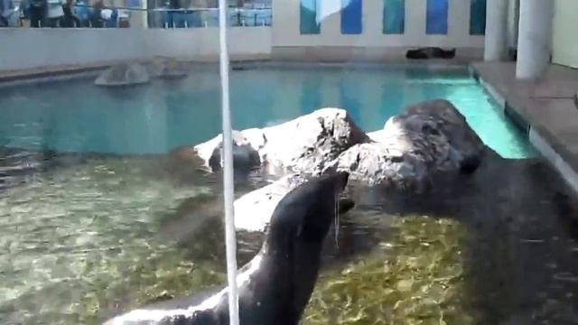 Как орут животные смотреть онлайн