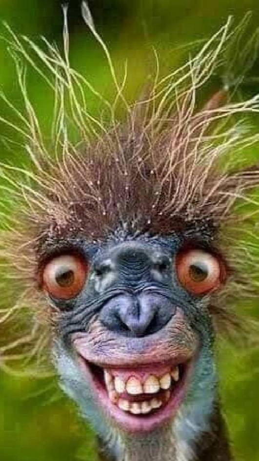 Смех до слез: невероятно забавные фотографии с животными