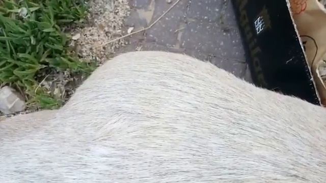 Шевеление козленка в животе его мамы תזוזות הגדי בבטן אמו смотреть онлайн