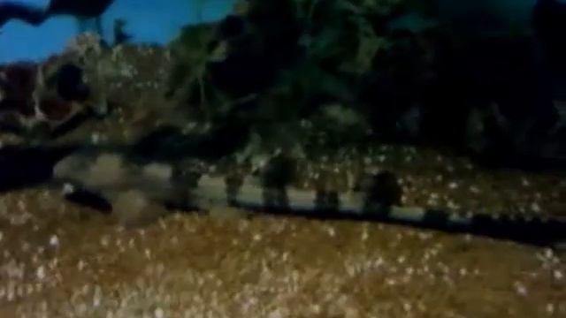 Oklahoma City Zoo Part 5 смотреть онлайн