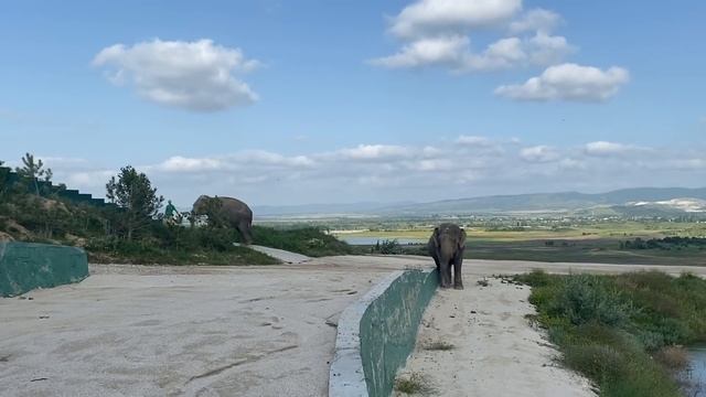 Погода наладилась, СЛОНИХИ вышли КУПАТЬСЯ! смотреть онлайн