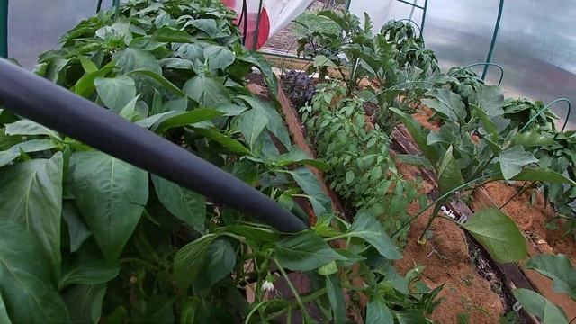 Формировка перца ускорит созревание.16.06.2021 смотреть онлайн