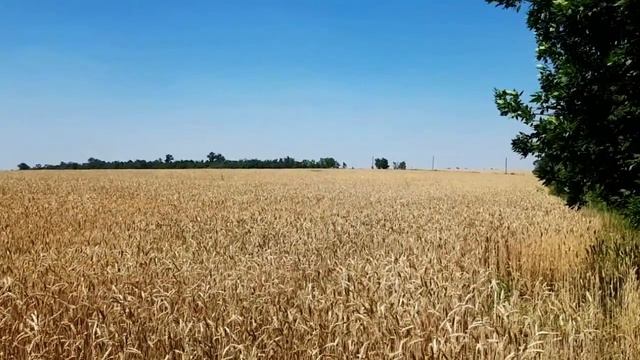 САМВЕЛ АДАМЯН КОЛИНЬКА В ЖЕНСКИХ САНДАЛИКАХ. У САМВЕЛА СКЛЕРОЗ смотреть онлайн