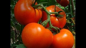 Самый лучший томат в мире 2023 г.!!! Высокоурожайный, сладкий и вкусный томат КИТАЙСКИЙ РАННИЙ!!!