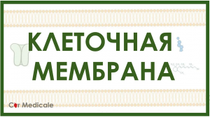 Клеточная мембрана： холестерин, белки-транспортеры, гликопротеины, гликолипиды