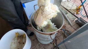 Забой бройлеров от А до Я.