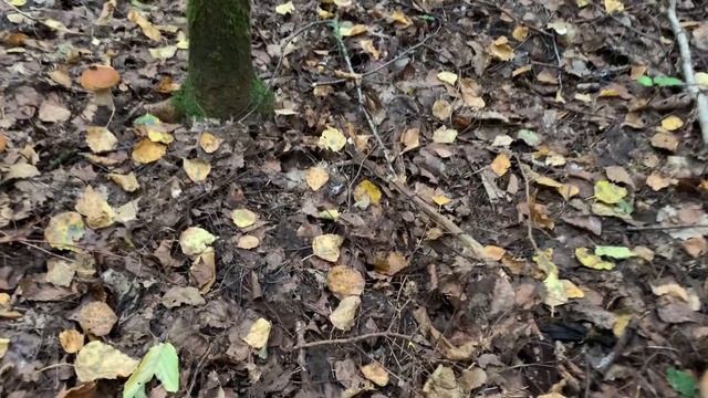 СБОР БЕЛЫХ ГРИБОВ В СЕЗОН! БЕЛАРУСЬ! смотреть онлайн