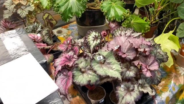 ОБЗОР РАСТЕНИЙ В ОРАНЖЕРЕЕ | МОЯ ОРАНЖЕРЕЯ | БУДНИ ЦВЕТОВОДА | МАЙ 2022 | Любовь Еременко смотреть онлайн