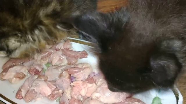 Один из вариантов прикорма котят Мейн-кунов в раннем возрасте. смотреть онлайн