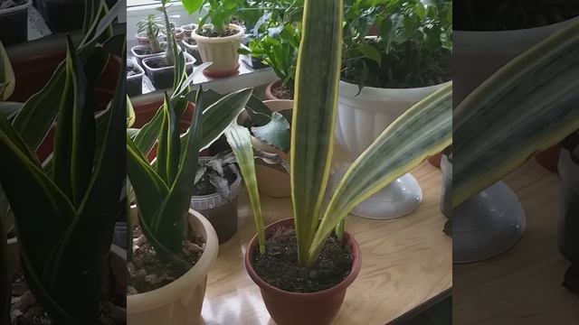 #shorts Сансевиерия Лаурен дважды мама?Аубрутиана Вариегатная?Сансевиерия размножение?Щучий хвост? смотреть онлайн