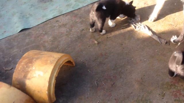 Русская Европейская Лайка смотреть онлайн