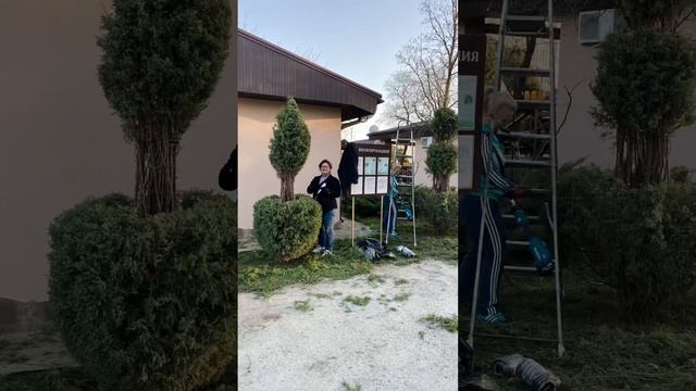 Школа Топиарного искусства - Ева Сад своими руками 2022 г смотреть онлайн