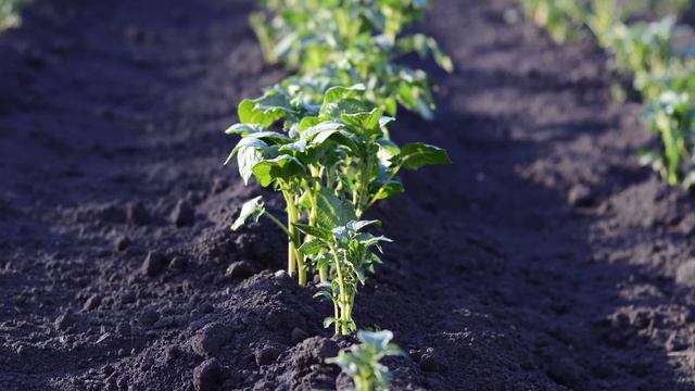Прошлой осенью свекровь продала дачу, а этой весной явилась к нам с рассадой... смотреть онлайн