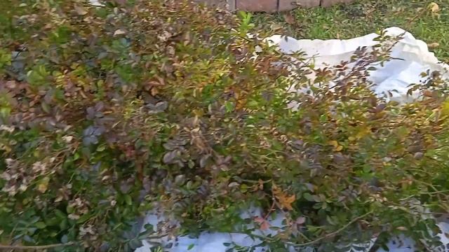 Подготовка и укрытие роз на зиму. смотреть онлайн