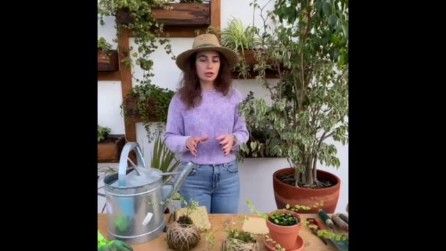 Plantamania Ep2 Ficus: Dicas e curiosidades! смотреть онлайн