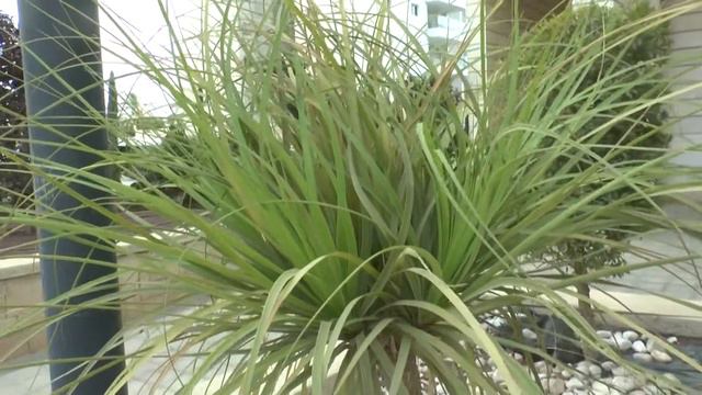 Nolina - grow & care (Beargrasses) смотреть онлайн