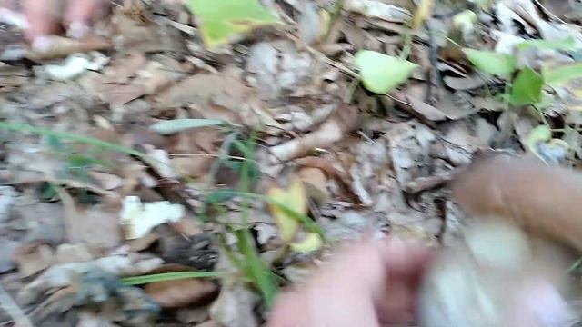 Білі Гриби 2023! - Грибы 2023. Білі Гриби КАРПАТ 2023. Гриби 2023. Україна! Ukraine смотреть онлайн