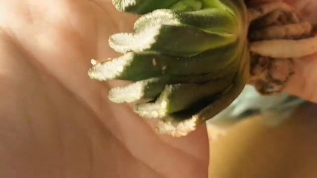Распаковка посылки с хавортиями смотреть онлайн