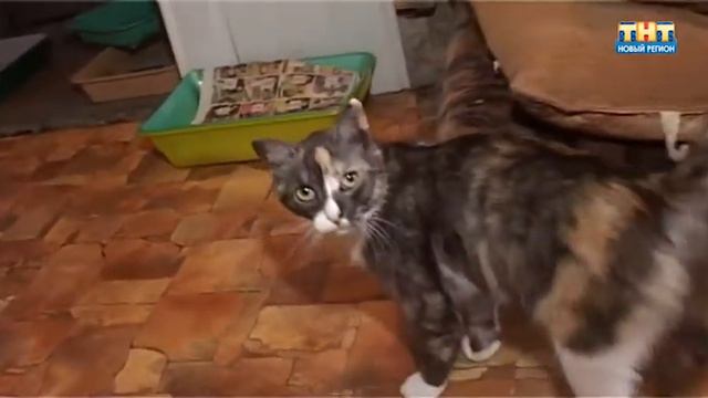 Кошка Кися смотреть онлайн