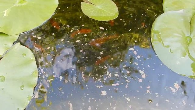 Цып-цып-цып