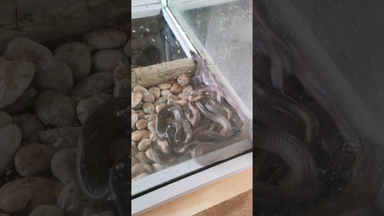 Ядовитая Сиамская Кобра. Бесплатная обзорная экскурсия Пхукет. Таиланд 2024 за 50 т.@tutsi-dieti смотреть онлайн