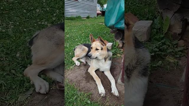 Смешное видело о животном. Обратите внимание как двигаются уши ослика у Рекса. смотреть онлайн