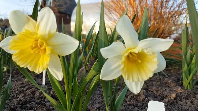 Нарцисс Айс Фоллис . Narcissus Ise Folis .